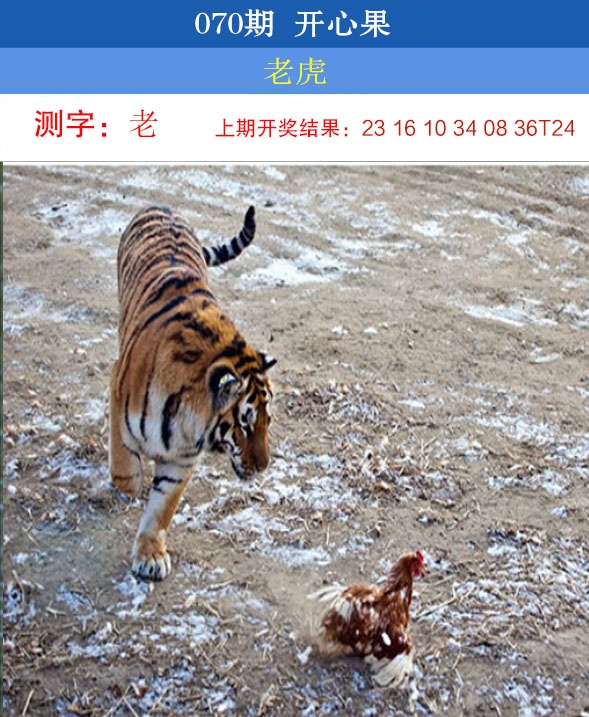 070期开心果[图]