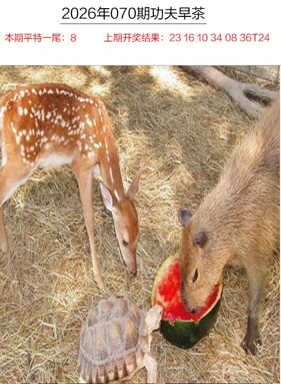 070期功夫早茶[图]